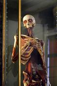 museo di anatomia umana bologna 8-2022 4050